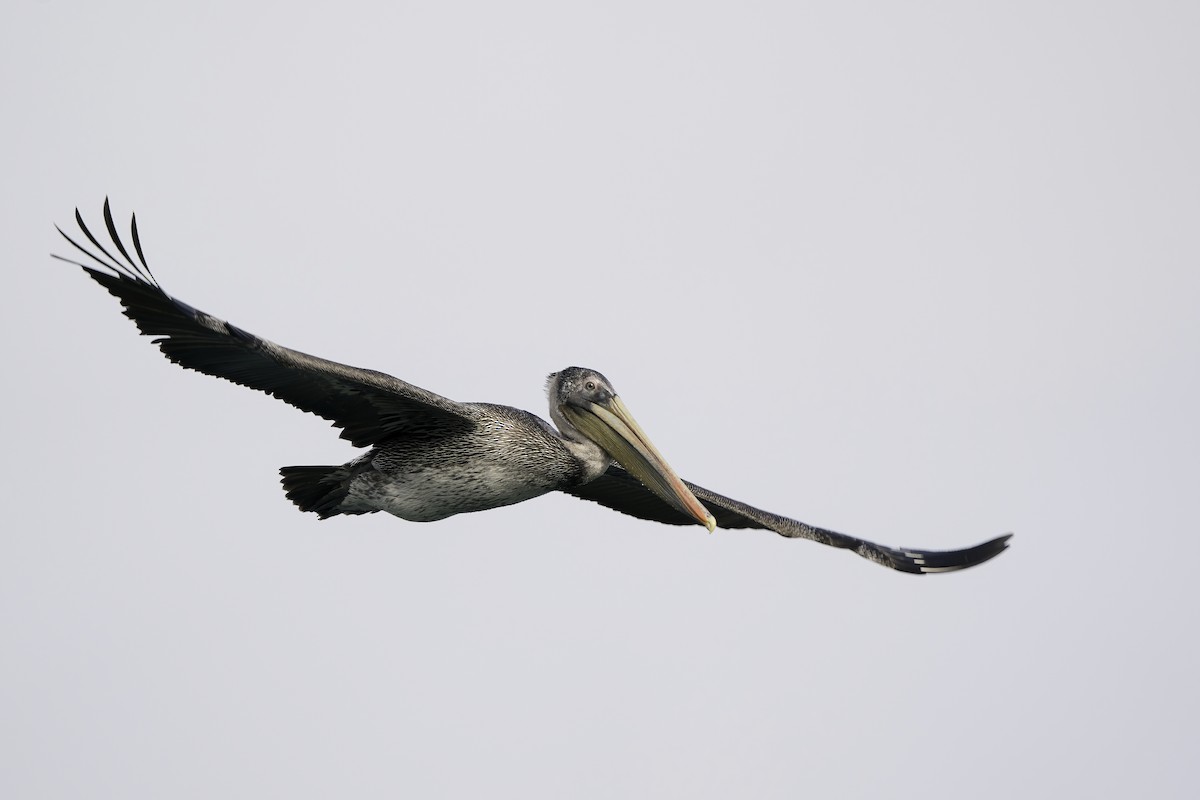 pelikán hnědý (ssp. californicus) - ML393770791