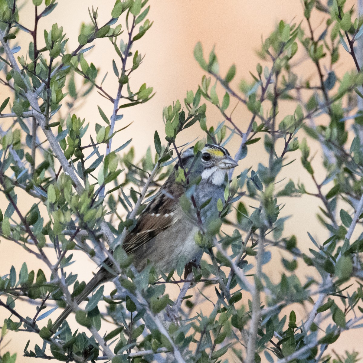 White-throated Sparrow - ML393772681