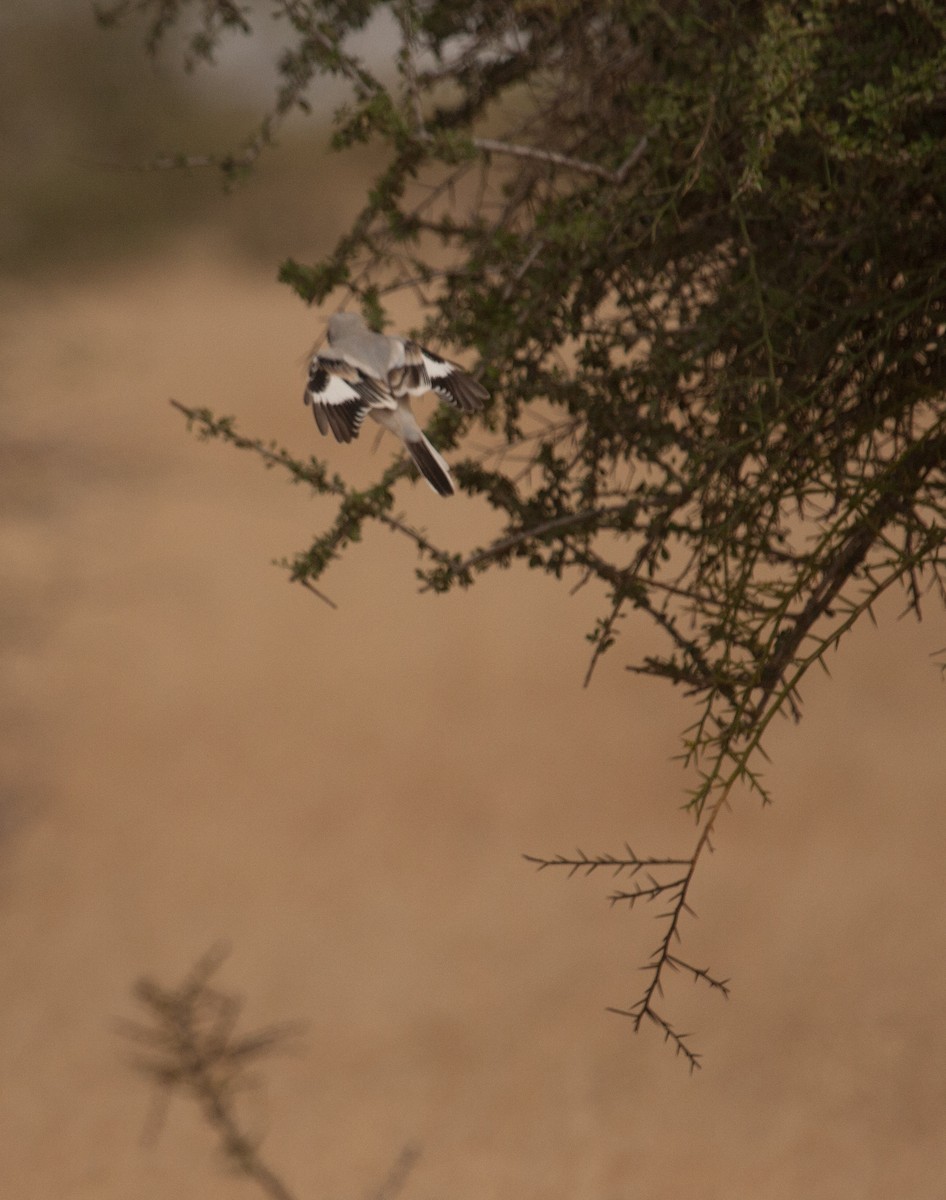Great Gray Shrike (Sahara) - Marshall Iliff
