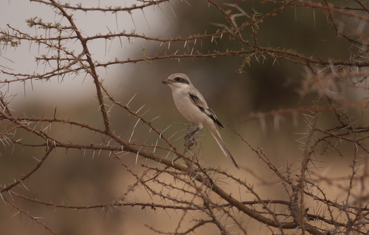 Great Gray Shrike (Sahara) - Marshall Iliff