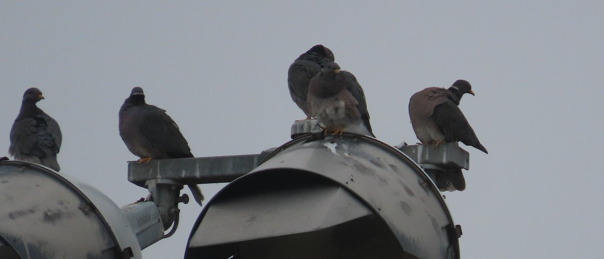 Band-tailed Pigeon - ML393774901