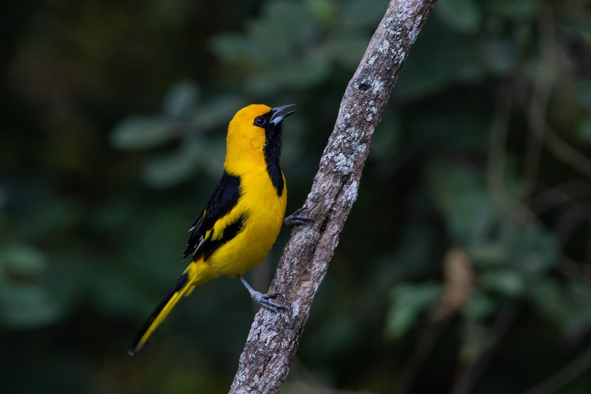 Yellow-tailed Oriole - ML393776721