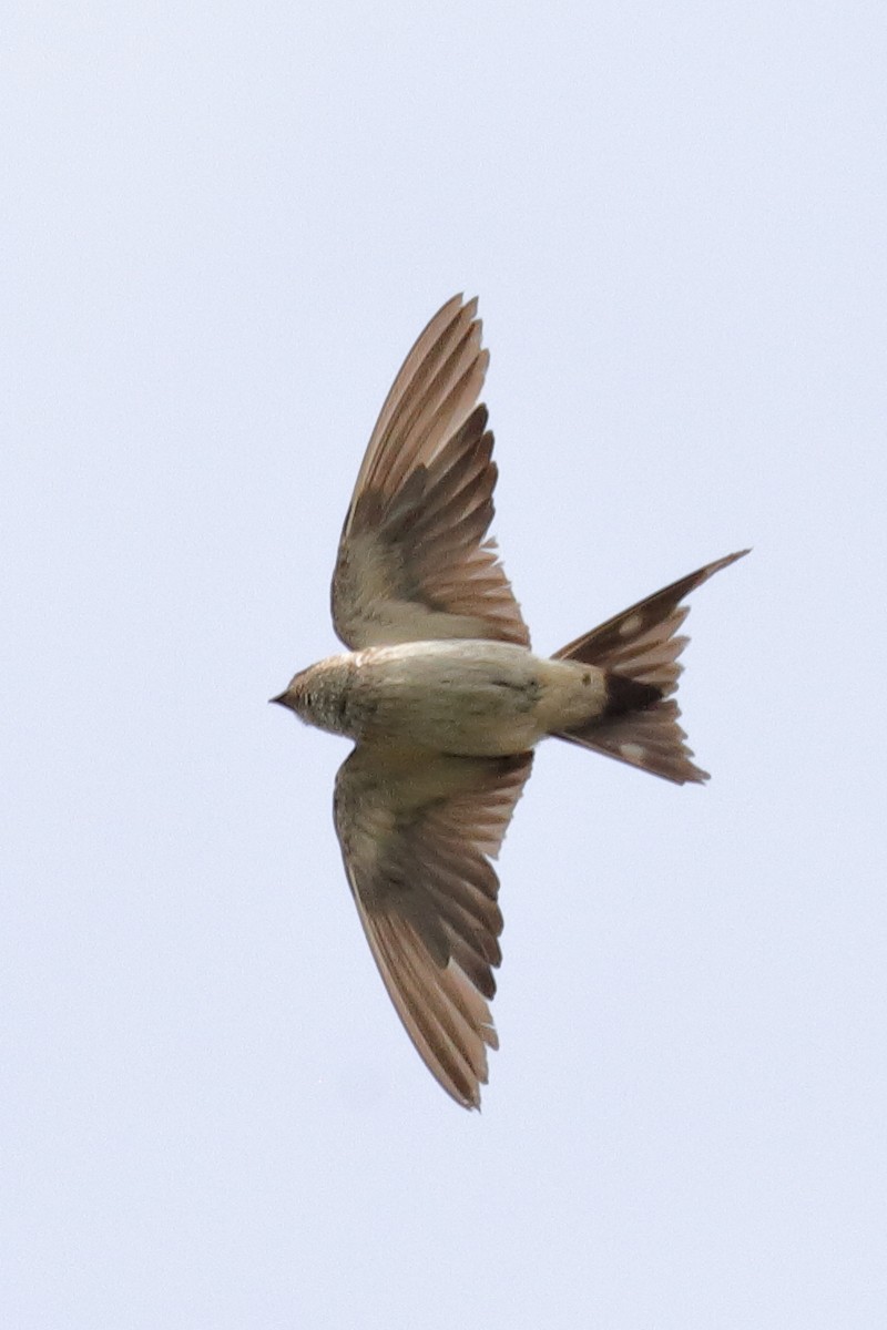 Red-rumped Swallow - Charles Bokman