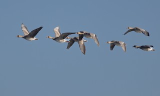 Greater White-fronted Goose, ML393778681