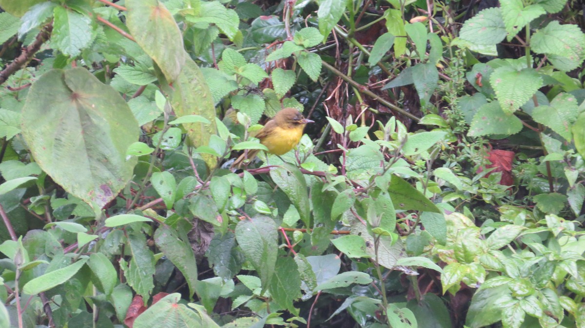 Mountain Yellow-Warbler - Mwangi Gitau.