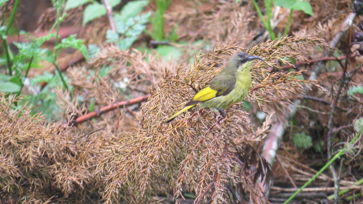 Golden-winged Sunbird - Mwangi Gitau.