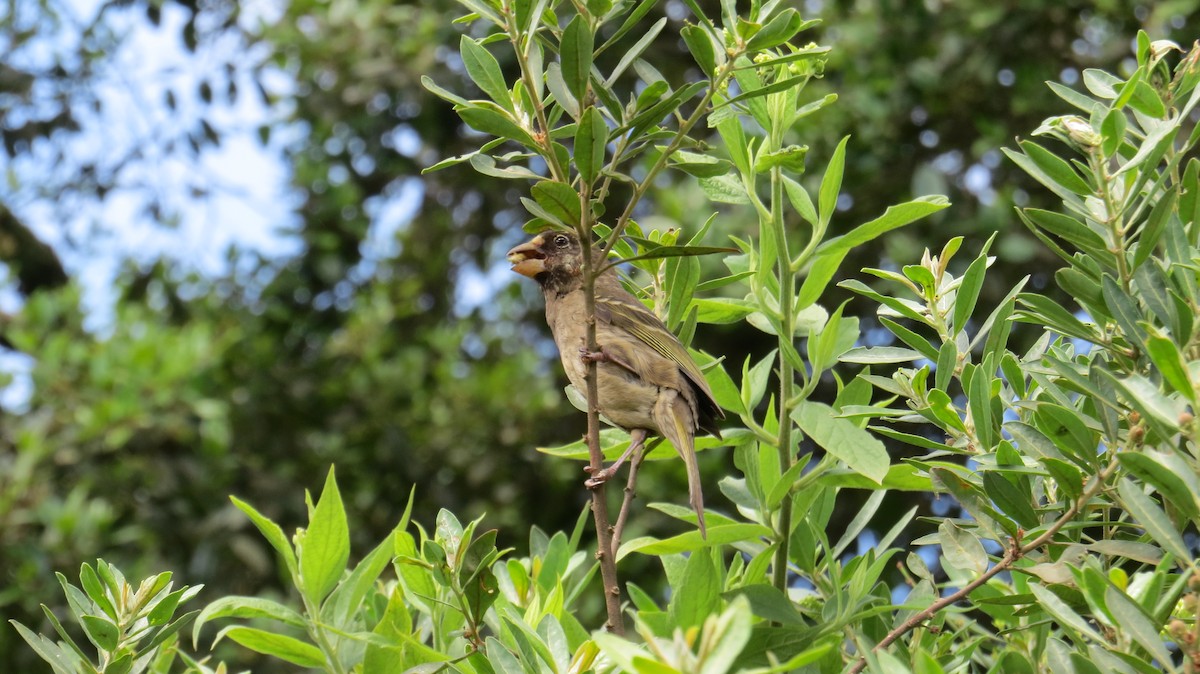 Thick-billed Seedeater - ML393782921