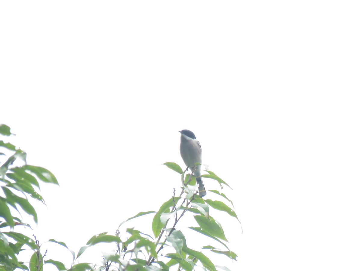 Bar-winged Flycatcher-shrike - Debjani Ghosh