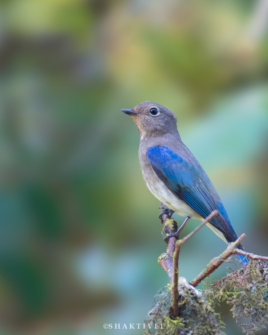 Blue-and-white Flycatcher - ML393790491