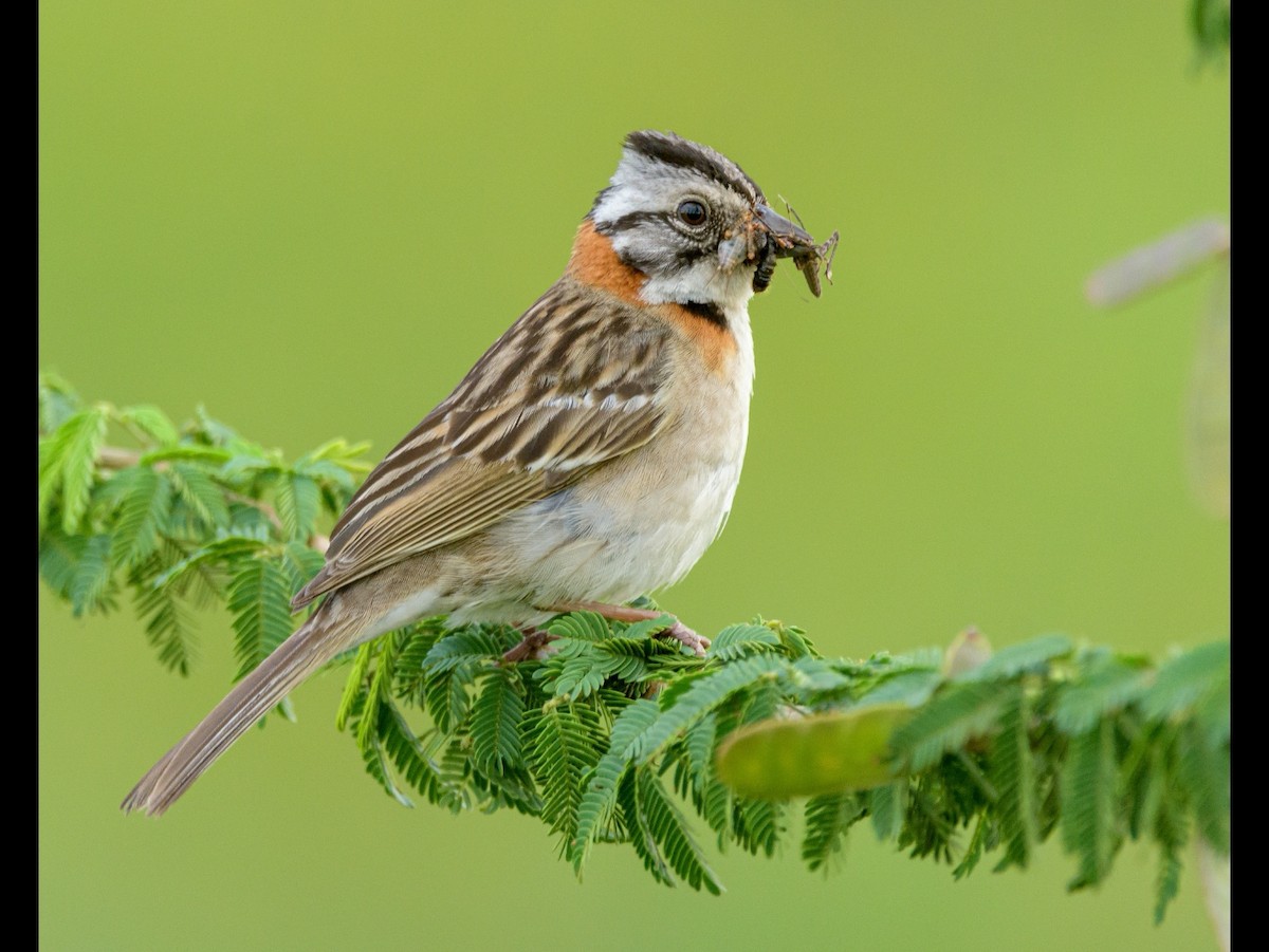 Rufous-collared Sparrow - Carlos Rossello