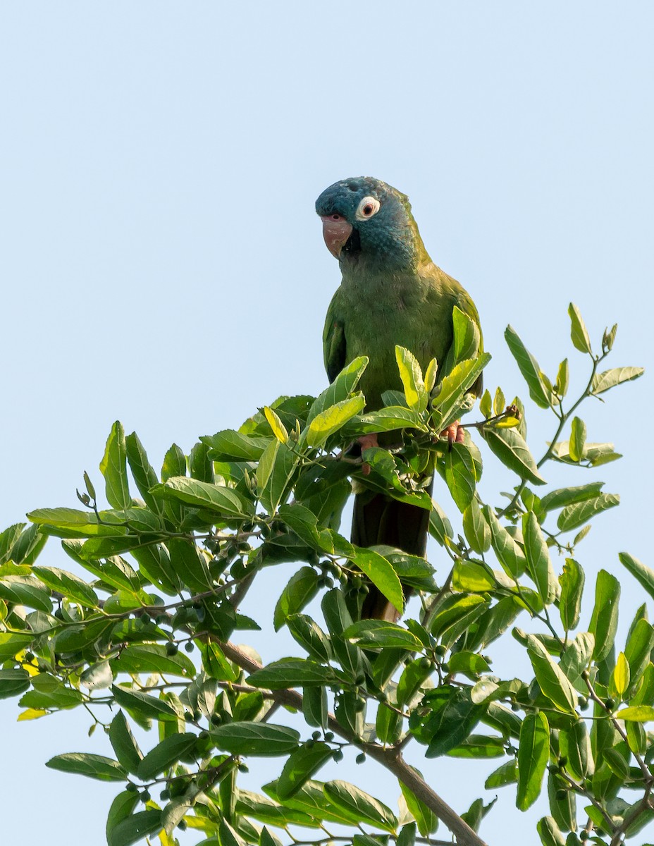 Blue-crowned Parakeet - ML393792881