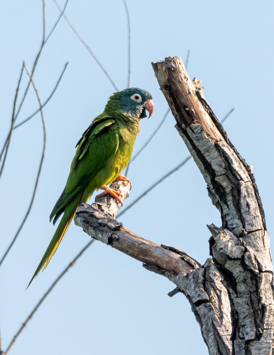 Blue-crowned Parakeet - ML393792891