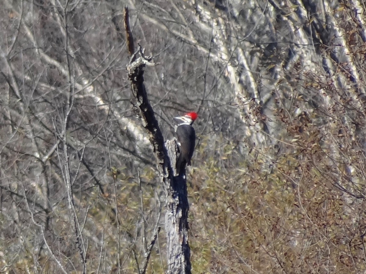 Pileated Woodpecker - Jeffrey Roth