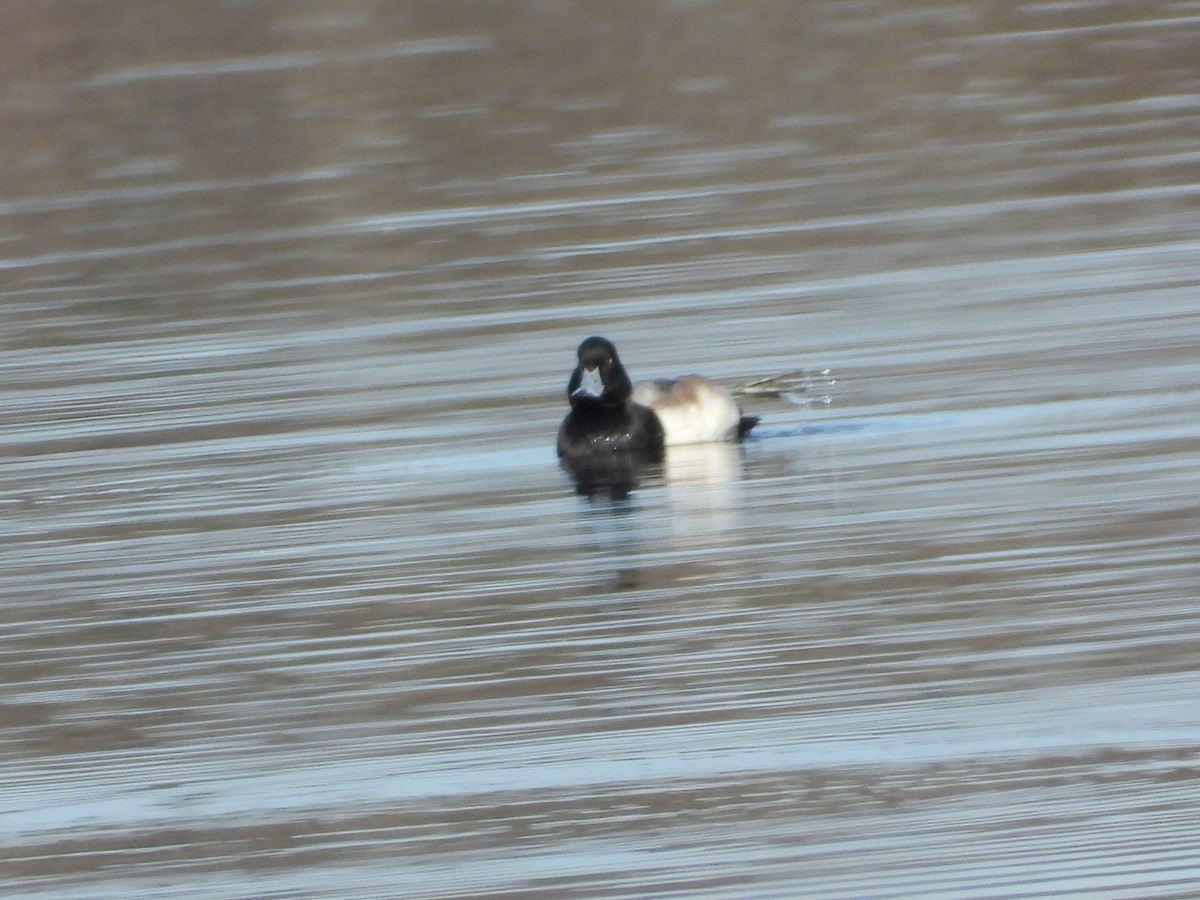 Greater Scaup - Dylan Hasemann