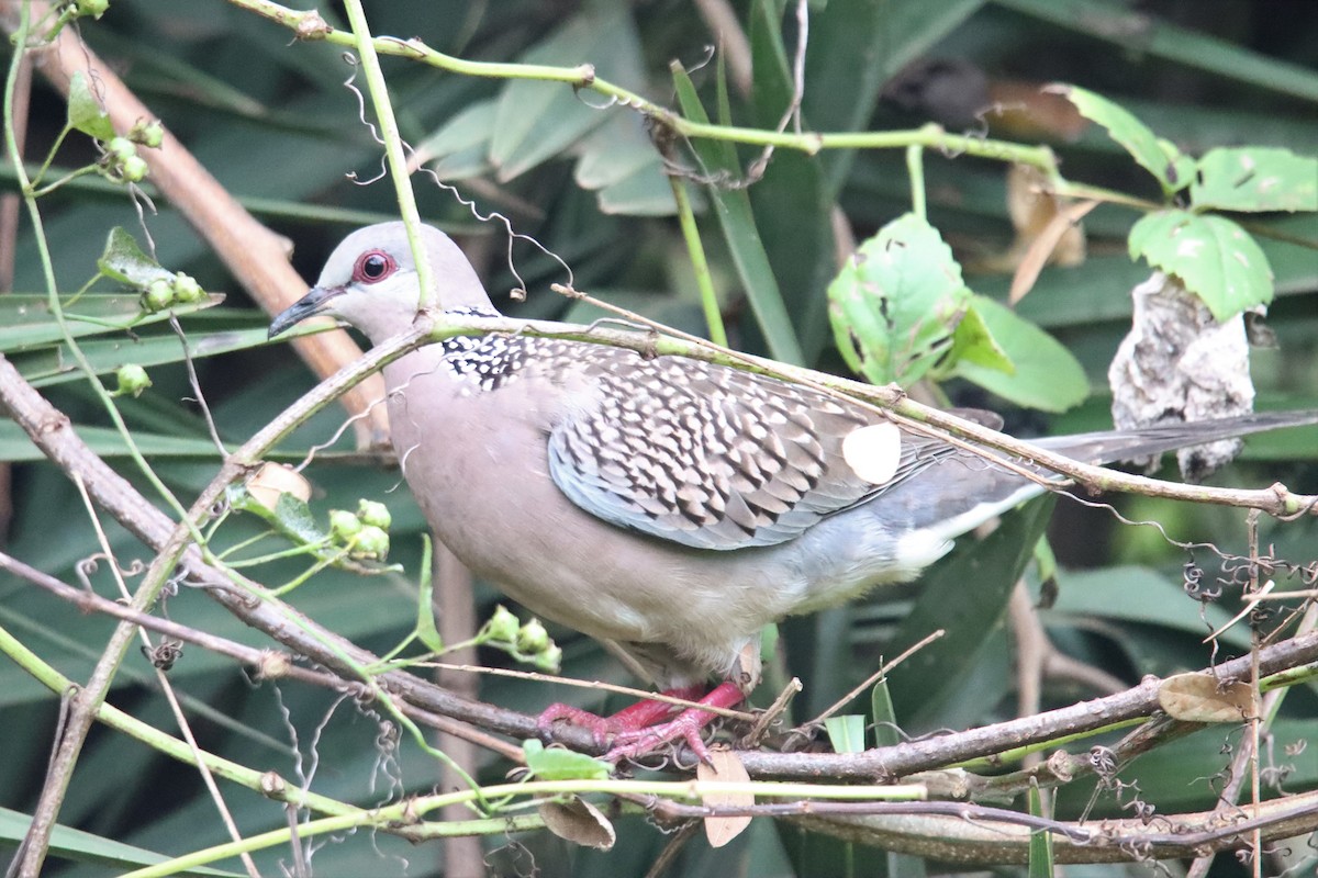 Spotted Dove - ML393801401