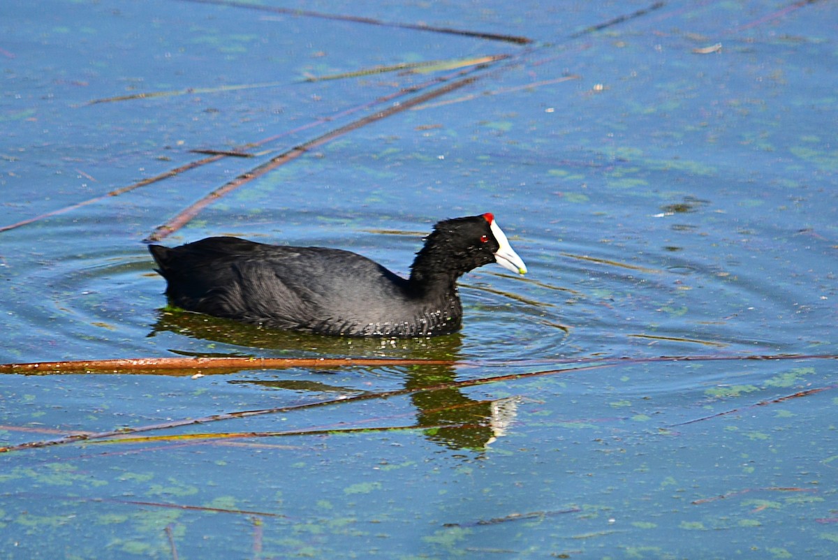 Red-knobbed Coot - ML393801781