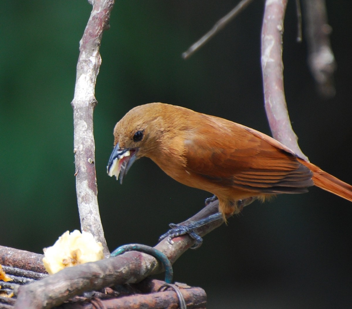 White-lined Tanager - ML393810971