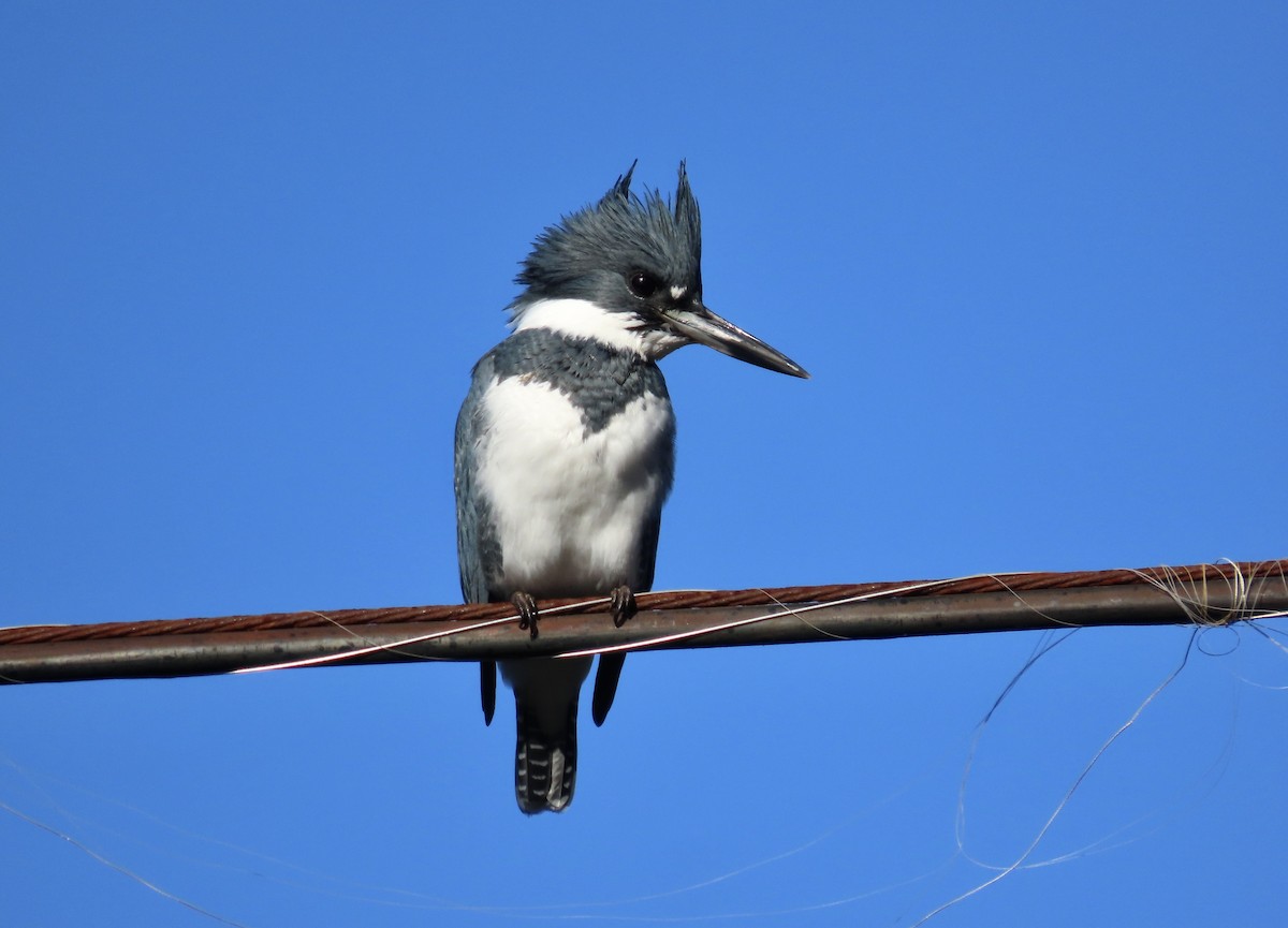 Belted Kingfisher - ML393817001