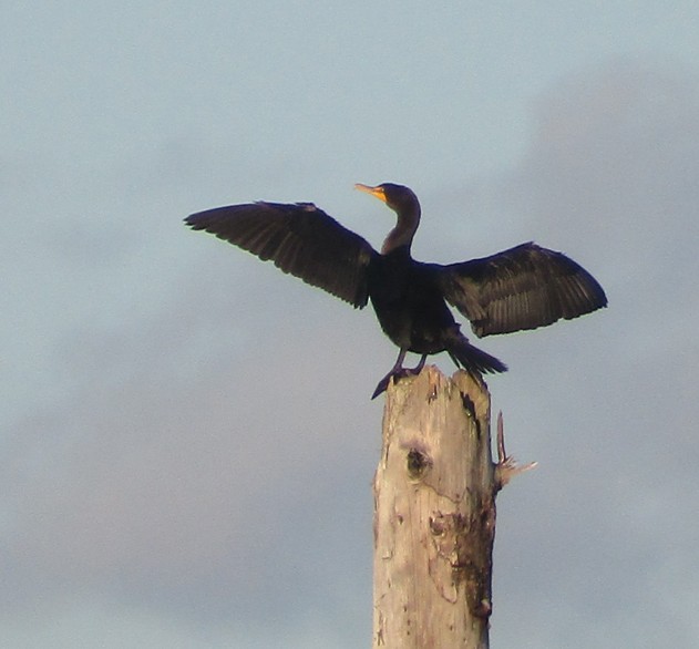 Double-crested Cormorant - Steve Nord