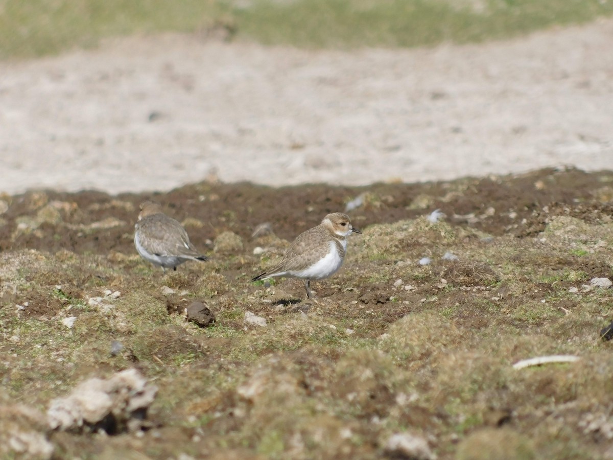 Two-banded Plover - ML393831211