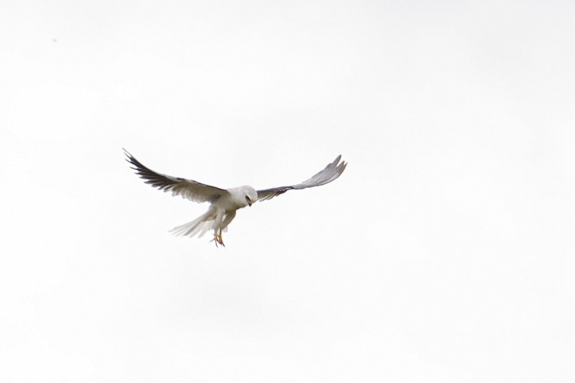 White-tailed Kite - ML393832321