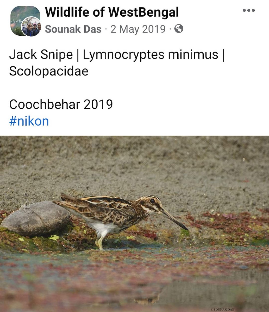 Jack Snipe - ML393835001
