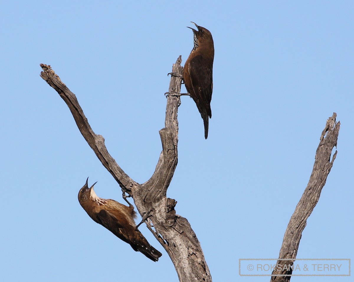 Black-tailed Treecreeper - ML39384011