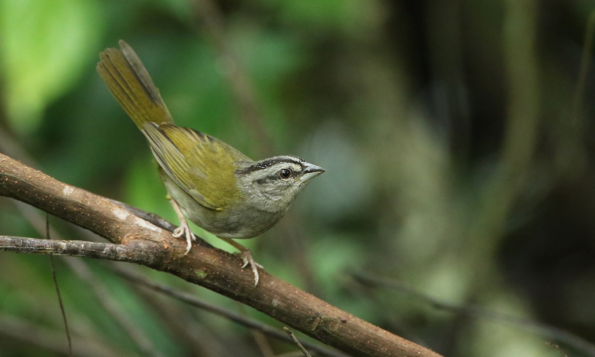 Green-backed Sparrow - ML393842001