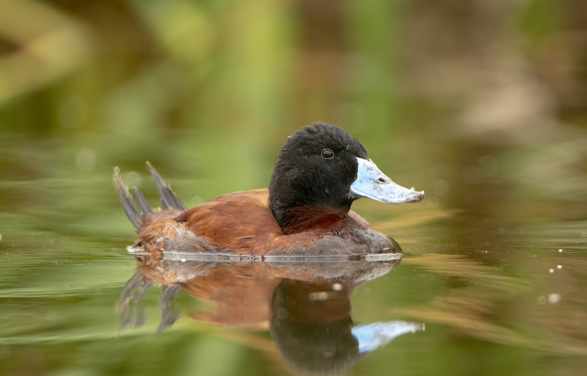 Andean Duck - David F. Belmonte