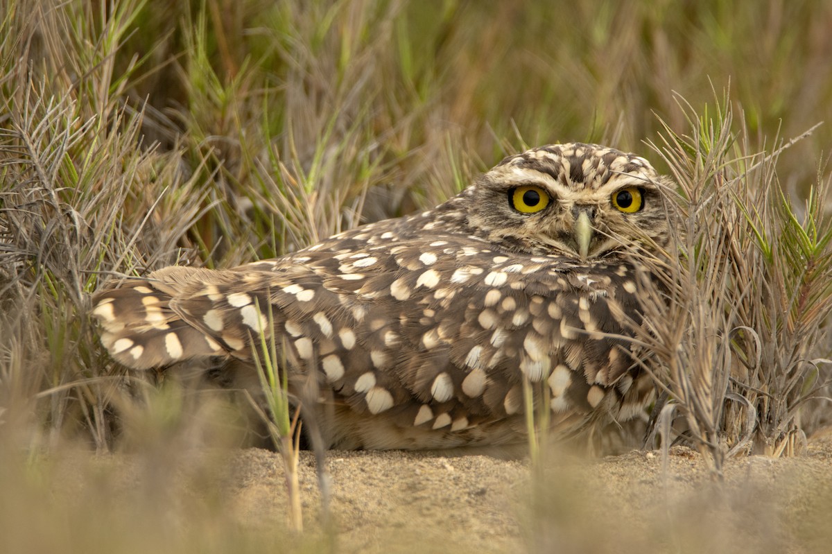 Burrowing Owl - David F. Belmonte