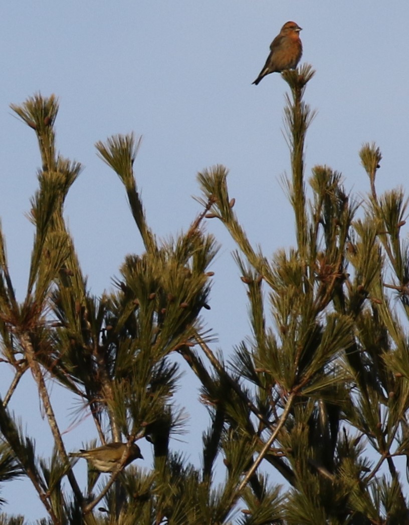 Red Crossbill (Northeastern or type 12) - ML393851821