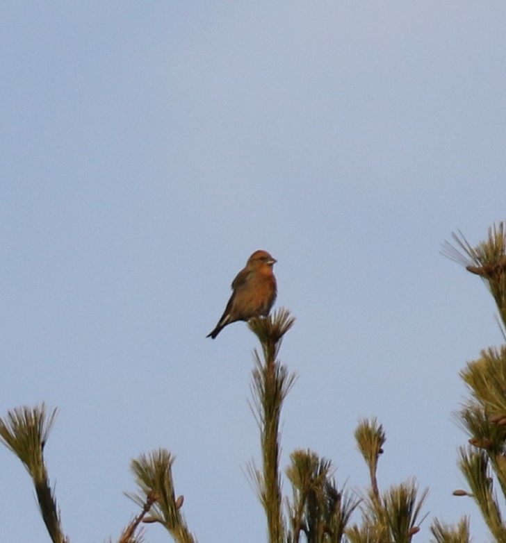 Red Crossbill (Northeastern or type 12) - ML393851861