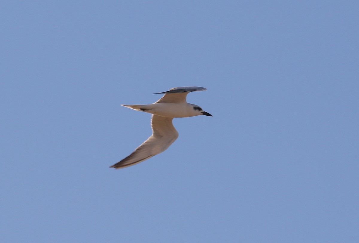 Australian Tern - Gil Ewing