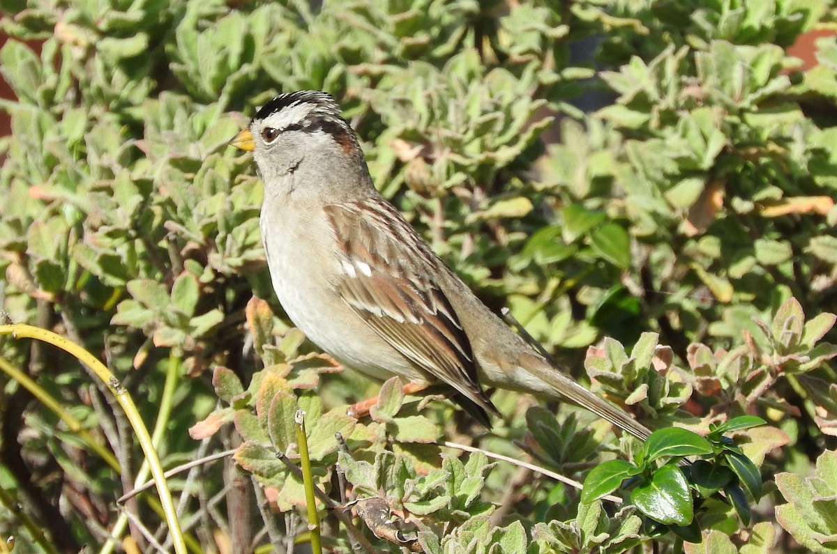 White-crowned Sparrow - Niel Bruce