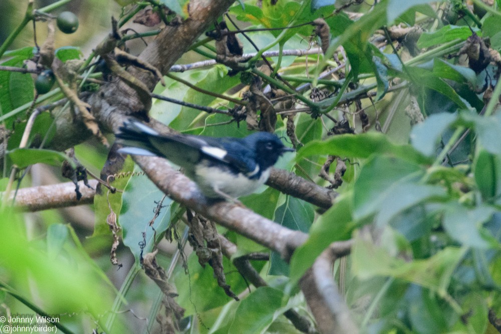 Black-throated Blue Warbler - ML393857141