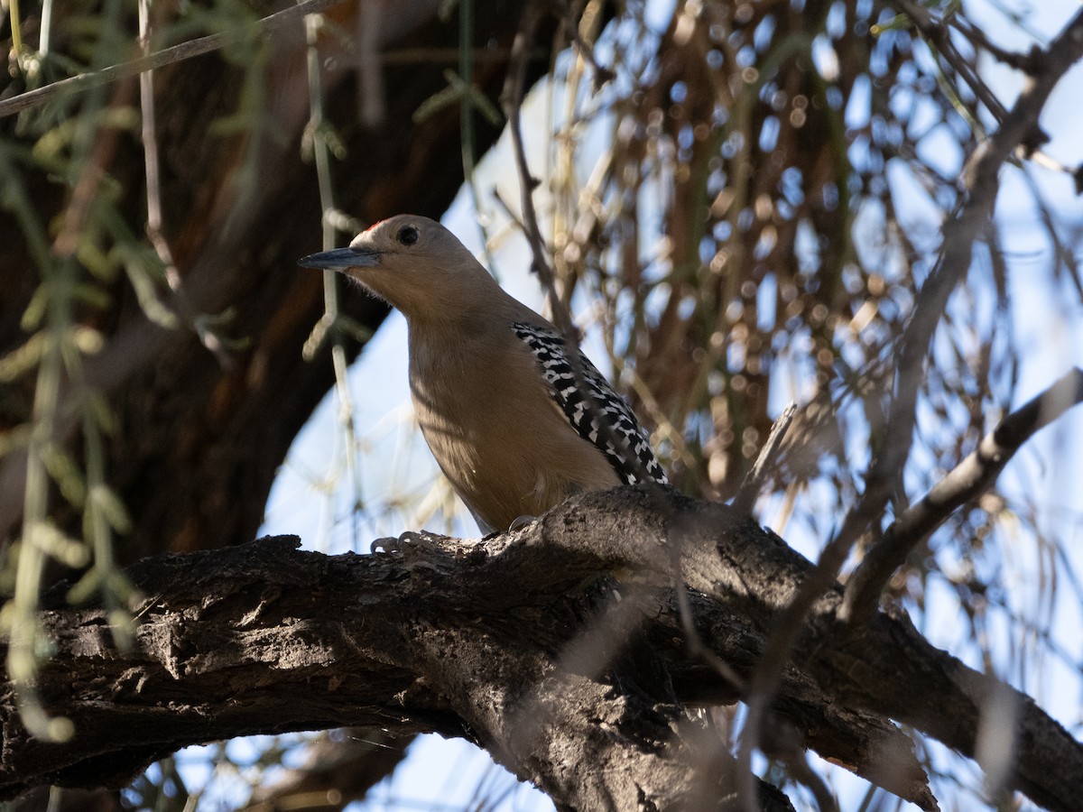 Gila Woodpecker - ML393857521
