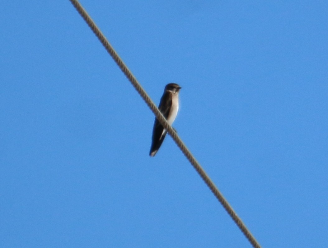 Northern Rough-winged Swallow - ML393859111