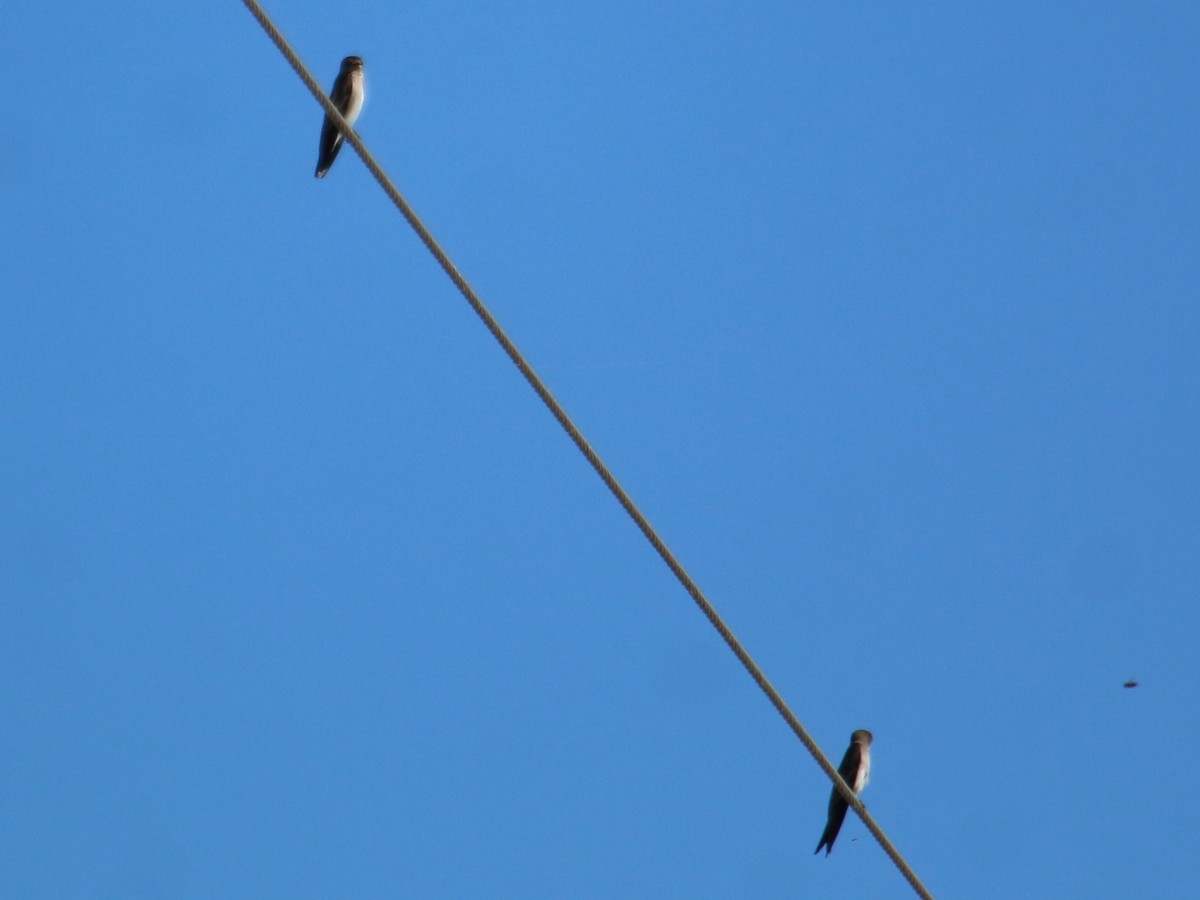 Northern Rough-winged Swallow - ML393859121
