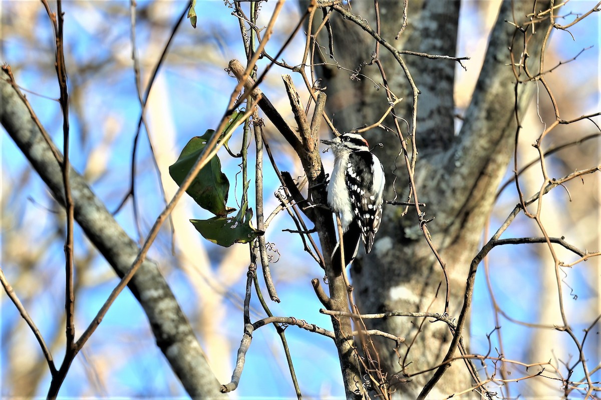 Downy Woodpecker - ML393859561