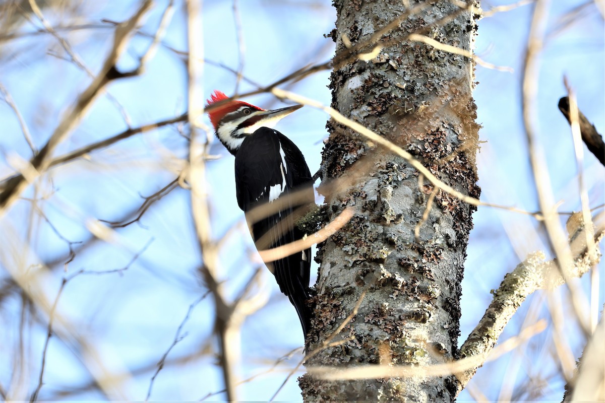 Pileated Woodpecker - ML393860521