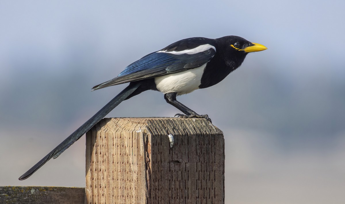 Yellow-billed Magpie - Marky Mutchler