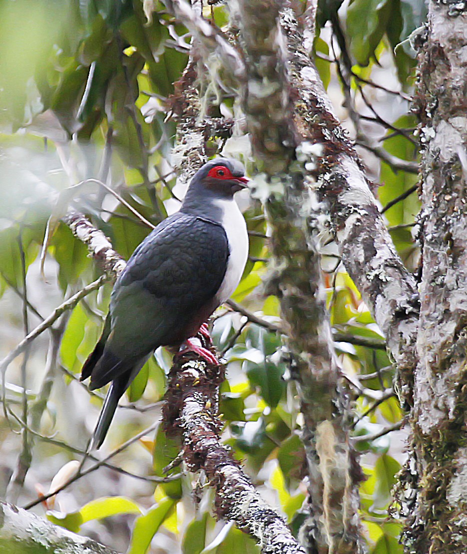 Papuan Mountain-Pigeon - ML393877081