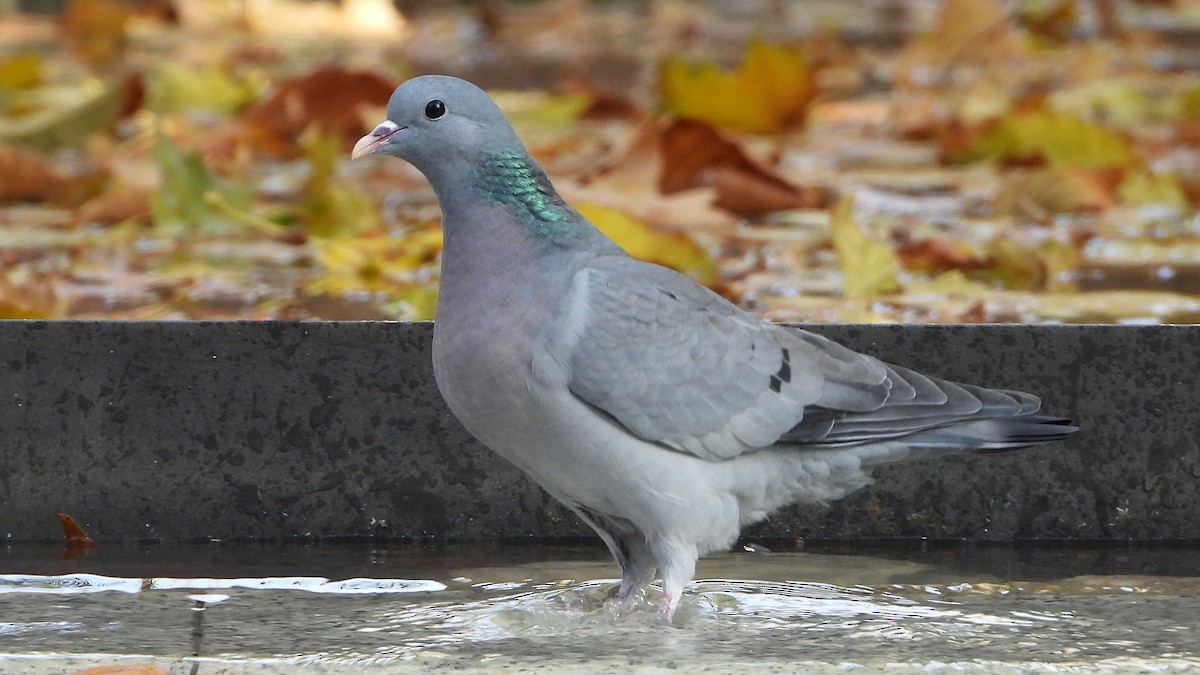 Pigeon colombin - ML393877461