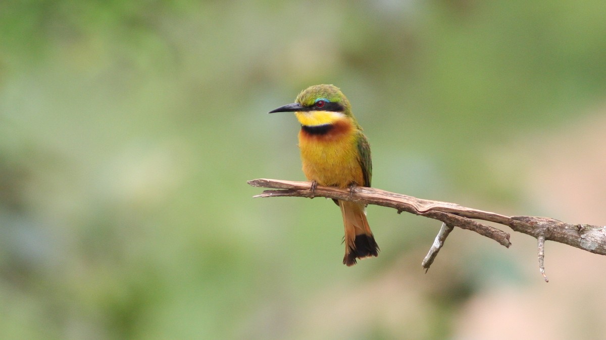 Little Bee-eater - Nate Swick