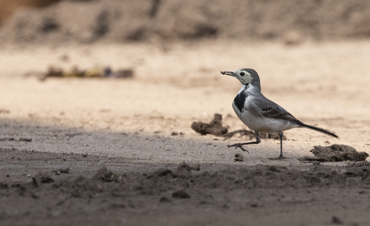 White Wagtail (White-faced) - ML393879151