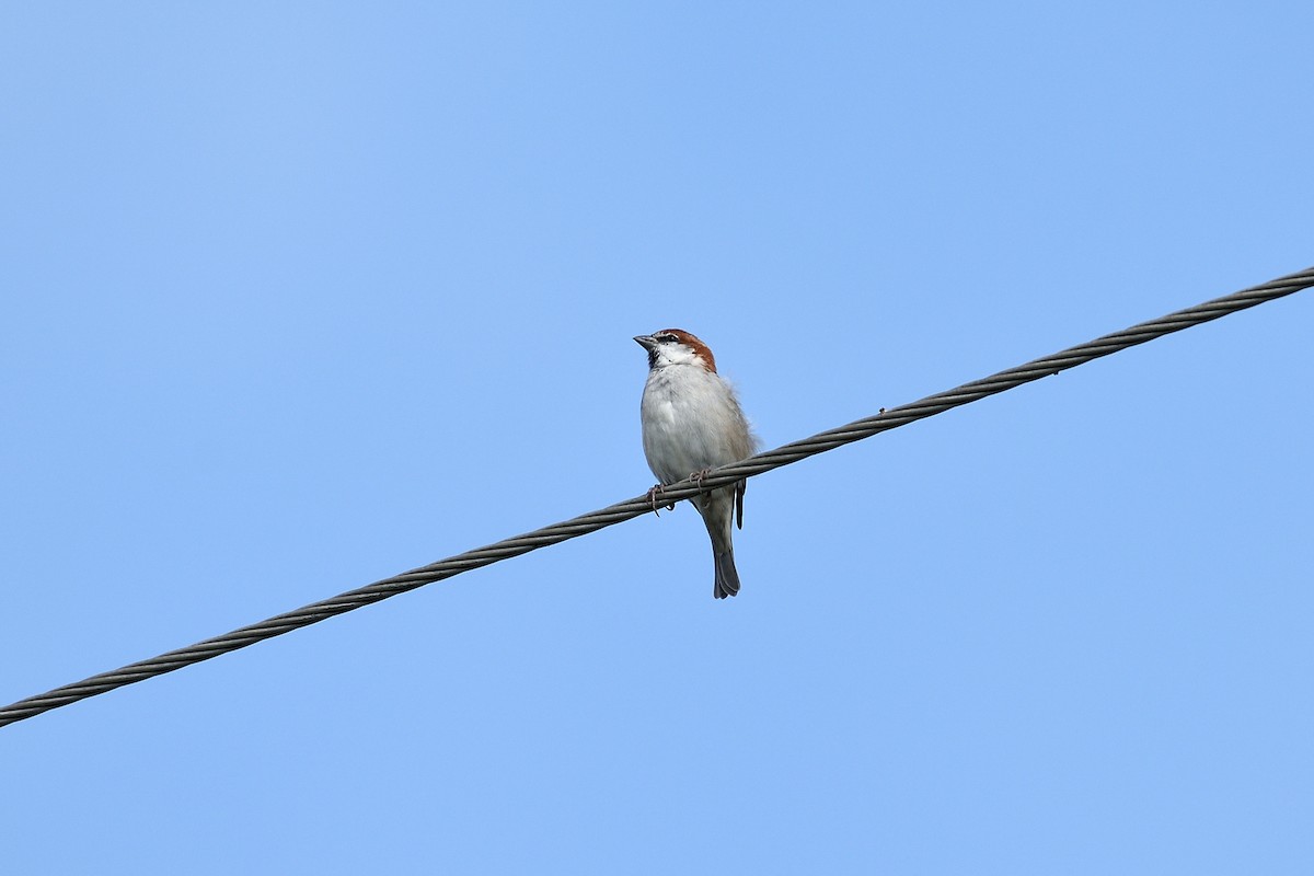 Russet Sparrow - ML39388161