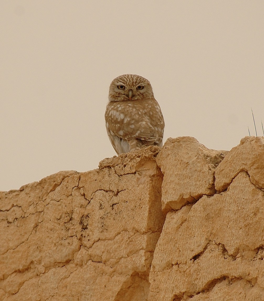 Little Owl - Georges Olioso