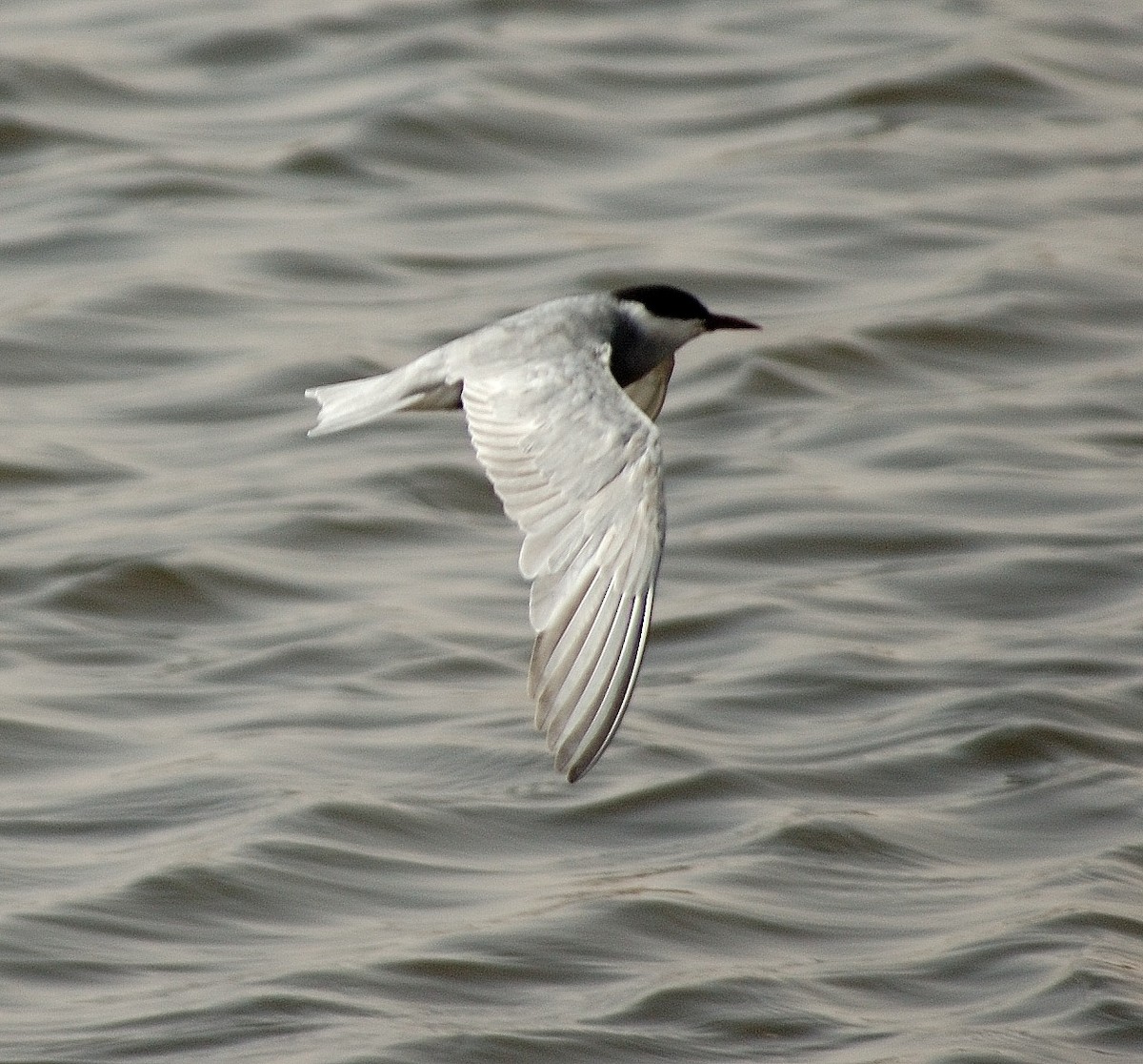 Whiskered Tern - Georges Olioso