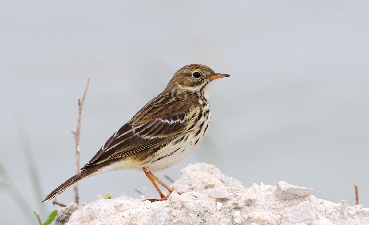 Meadow Pipit - ML393885431