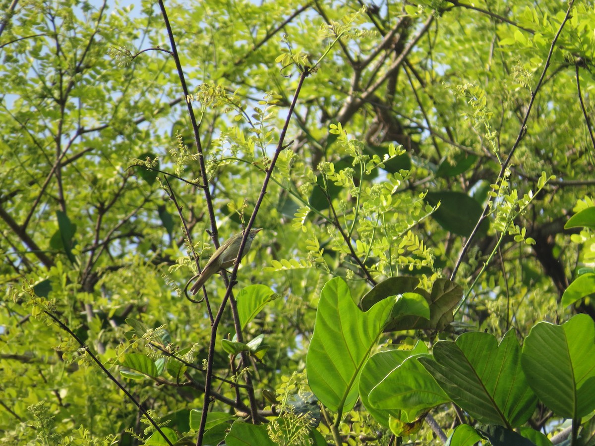 Green Warbler - Ashwin R